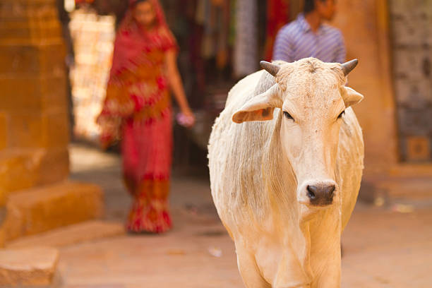 Sacred Cow stock photo