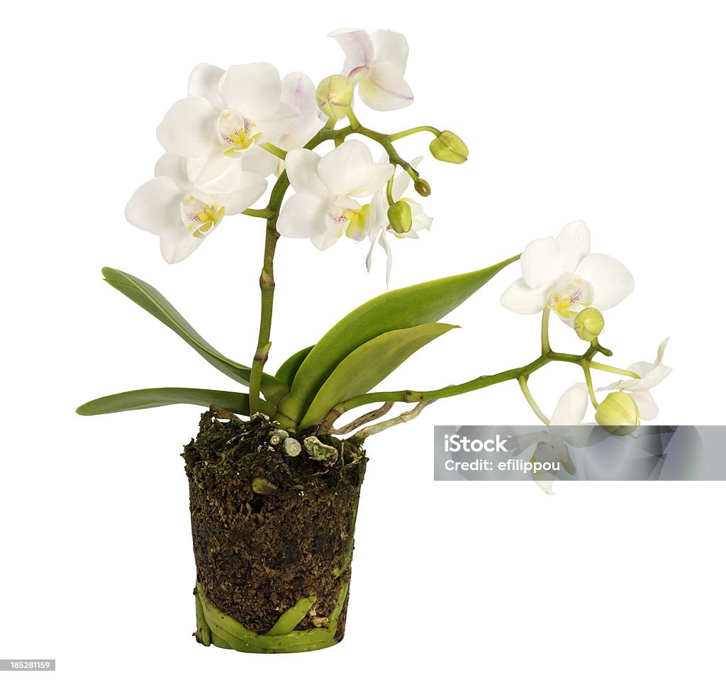 mini Orchidee bianche - Foto stock royalty-free di Affilato