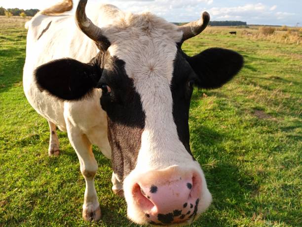 biała krowa z czarnymi plamami na ciele stoi i patrzy w kamerę. temat hodowli zwierząt i wypasu krów na pastwiskach. - chow domestic animals animal beautiful zdjęcia i obrazy z banku zdjęć