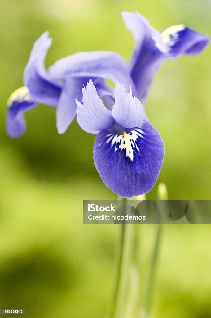 Blu Iris - Foto stock royalty-free di Ambientazione esterna