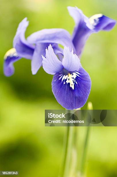 Blu Iris - Fotografie stock e altre immagini di Ambientazione esterna - Ambientazione esterna, Bellezza, Bellezza naturale