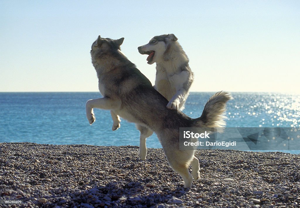 Animali cani huski - Foto stock royalty-free di Amicizia