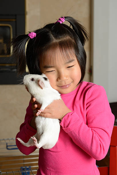 少女に沿う pet ギニーピッグ - guinea pig pets child stroking ストックフォトと画像