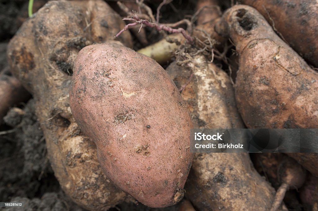 Patate douce gros plan - Photo de Agriculture libre de droits