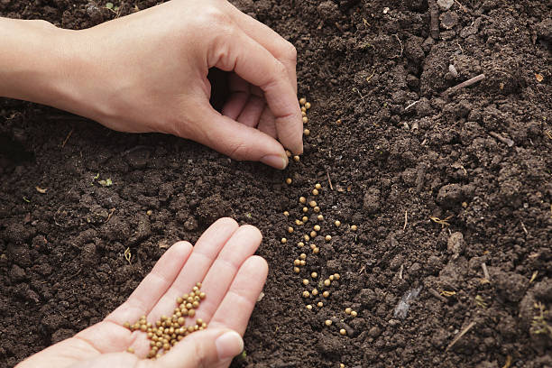 istock Hands planting cilantro seeds in soil 185281674