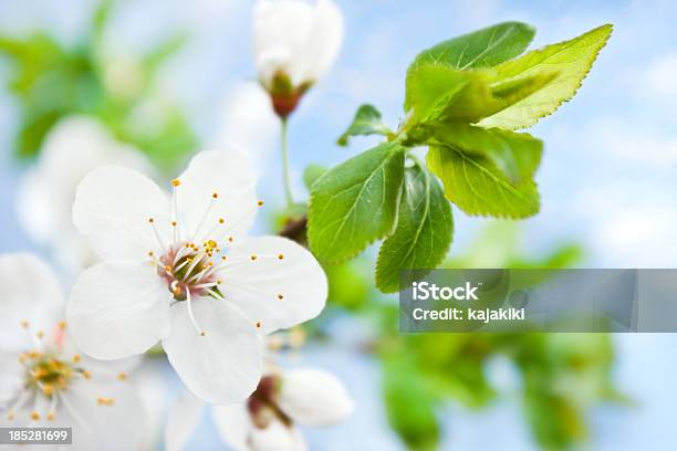 Photo libre de droit de Fleur De Cerisier banque d'images et plus d'images libres de droit de Arbre en fleurs - Arbre en fleurs, Beauté, Beauté de la nature