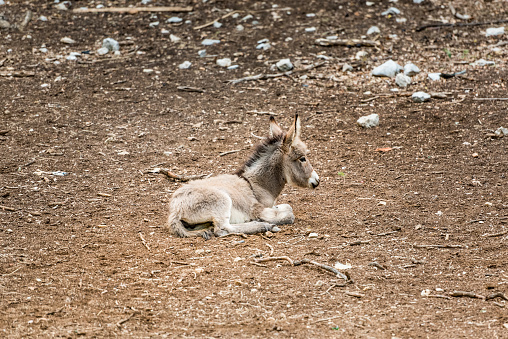 Young Donkey Resting