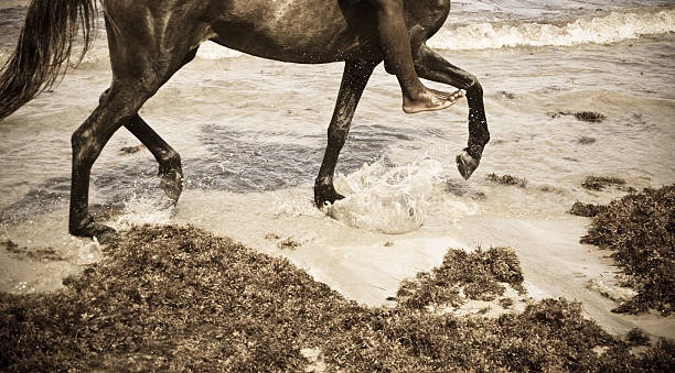 istock horse hoofs riding in water 185282058