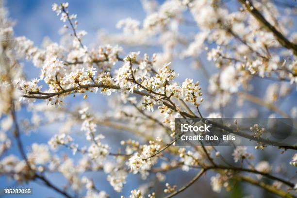 Primavera Flor Howthorn - Fotografias de stock e mais imagens de Pilritreiro - Pilritreiro, Florescer, Arbusto