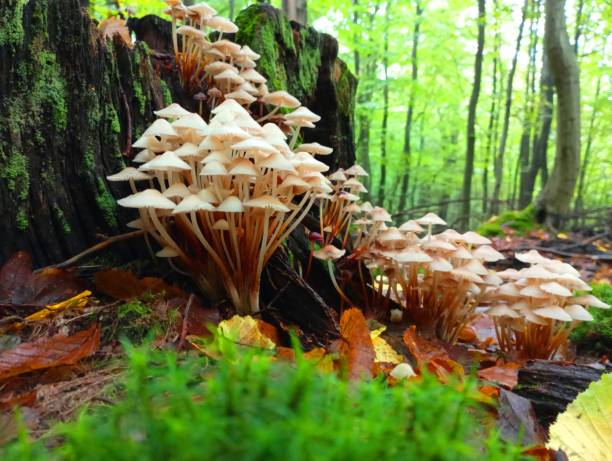 istock Beautiful toadstools on tall slender legs grow in a large group on an old rotten oak stump. A row of mushrooms stretches up an old moss-covered tree stump. Forest autumn backgrounds and textures. 1852822122