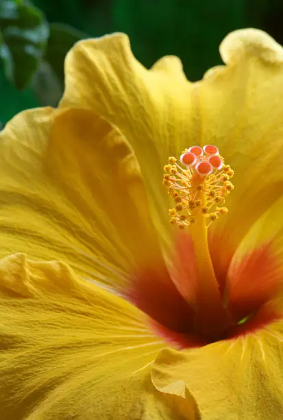 Photo of hibiscus up close