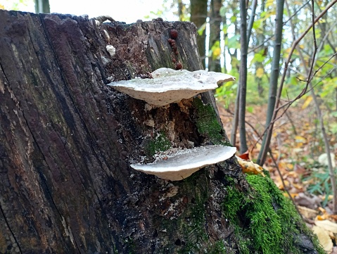 Two mushroom parasites are conveniently located on an old oak stump in the middle of a beautiful forest. Natural backgrounds and textures while walking through the autumn forest.