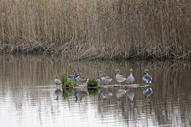 stormo di oca selvatica durante la migrazione autunno al lago (germania) - vogelzug foto e immagini stock