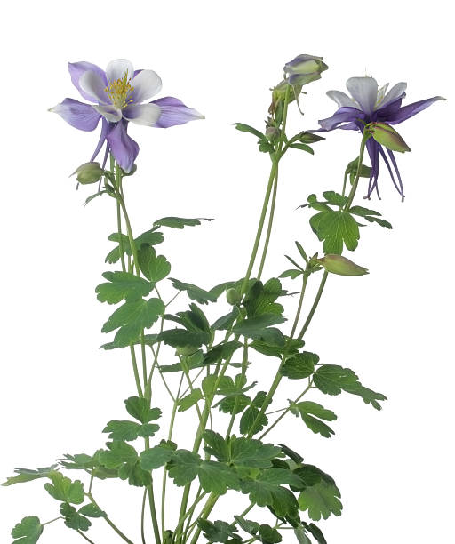 istock Aquilegia or columbine isolated on white 185282519