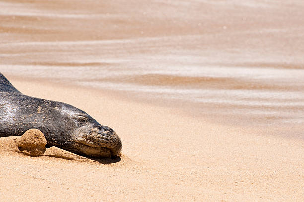 istock Seal on the beach in Kauai's Shipwreck Beach 185282590