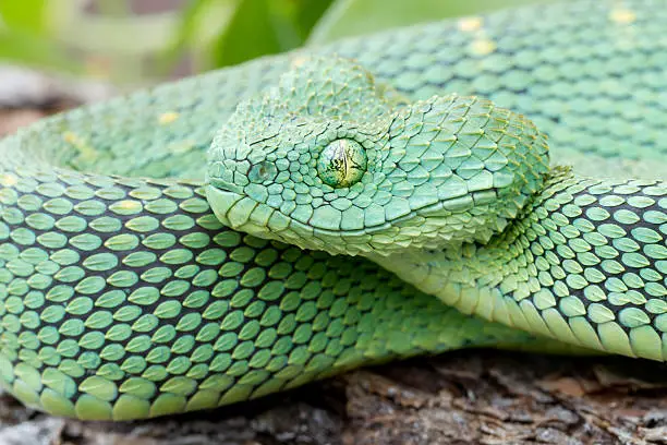 Photo of African Bush Viper Snake