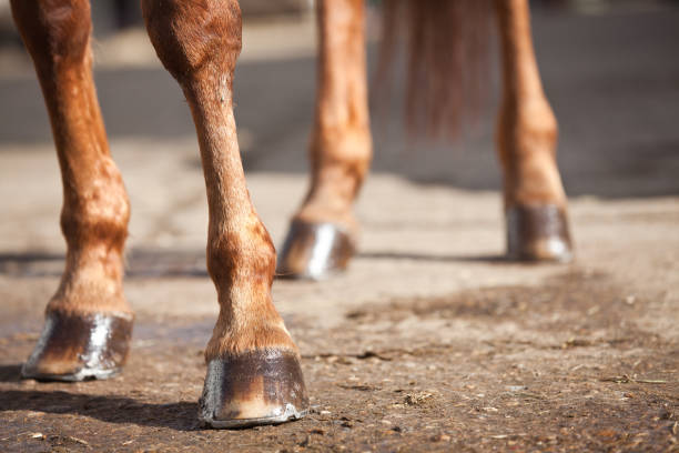 istock Horses Legs and Hooves 185282648