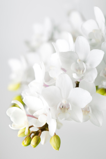 Beautiful orchids. Macro photography.