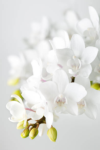 White orchids Beautiful orchids. Macro photography. orchid white stock pictures, royalty-free photos & images