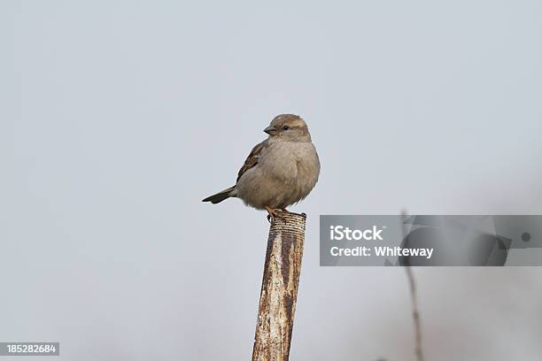 Foto de Pardal Passer Domesticus Isolado Feminino e mais fotos de stock de Animal - Animal, Ave canora, Cano