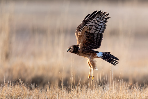 Northern Harrier, circus hudsonius, in Utah.