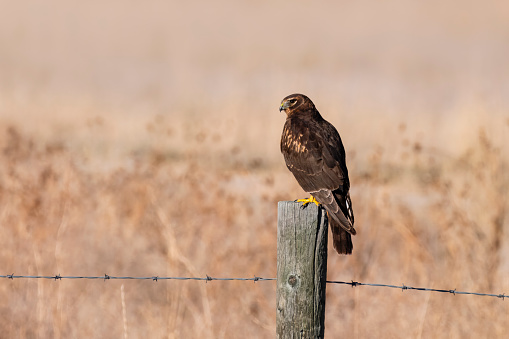 Northern Harrier, circus hudsonius, in Utah.