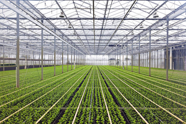 istock Greenhouse # 40 XXXL 185282887