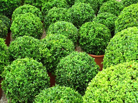 Buxus balls for sale.