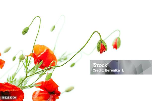 Vermelho Papaveráceas - Fotografias de stock e mais imagens de Beleza - Beleza, Beleza natural, Bouquet