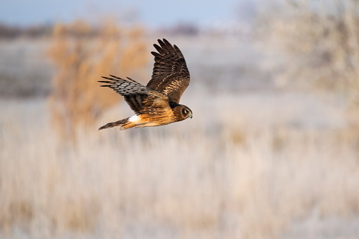 Long-legged buzzard