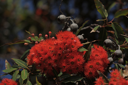 Eucalyptus tree in Australia