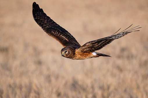 Northern Harrier, circus hudsonius, in Utah.