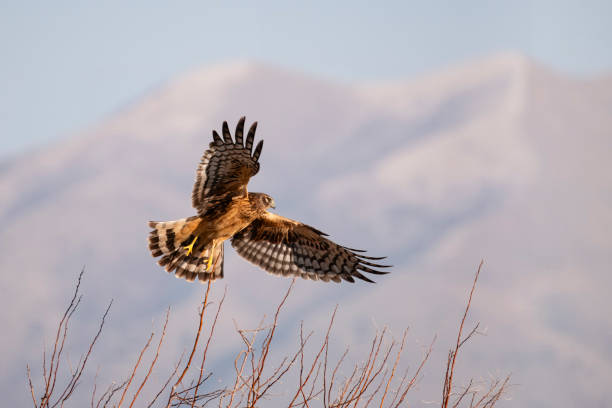 istock Northern Harrier, female bird in flight 1852831586