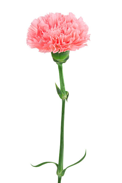 Carnation. Pink flower on a white background. carnation flower photos stock pictures, royalty-free photos & images