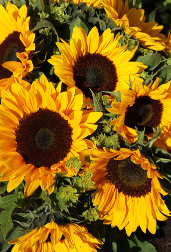 Sunflowers in a spring bed