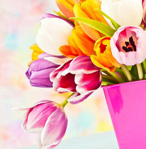 Beautiful bunch of tulips in pink pail for Easter