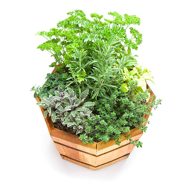 Fresh Herb Garden Herbs in wooden container garden herb crate thyme sage stock pictures, royalty-free photos & images