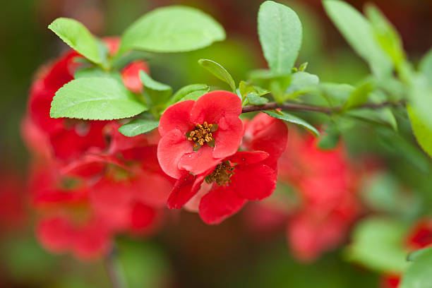 japanese pigwa branch - camellia day nobody single flower zdjęcia i obrazy z banku zdjęć