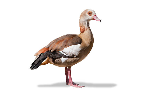Egyptian goose isolated on white stock photo