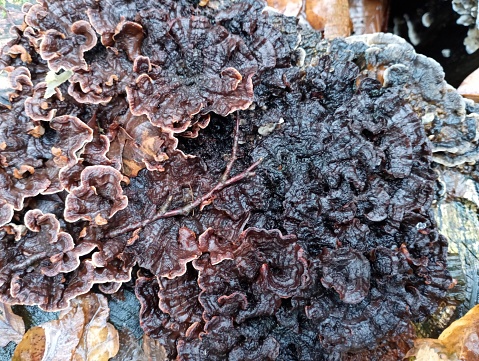 Black poisonous old mushrooms on a stump in the forest. Texture of mushrooms in autumn in the forest during a walk. Rotten mushrooms on an old tree.