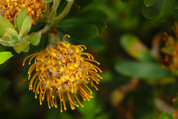 Banksia plant in Australia