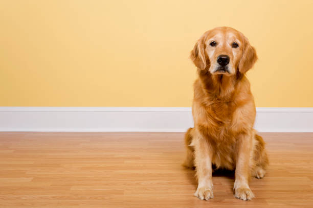 istock Golden Retriever Sitting 185283818