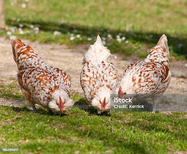 Hen Auf Rasse Wyandotten Stockfoto und mehr Bilder von Braun - Braun, Bunt - Farbton, Domestizierte Tiere