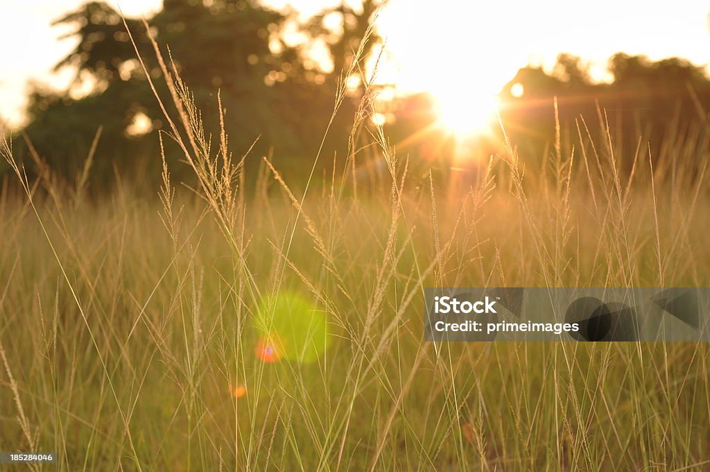 Prado verde los rayos de sol de verano - Foto de stock de Agricultura libre de derechos