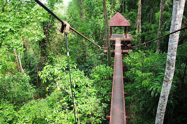 Rope walkway through the treetops in a rain forest .