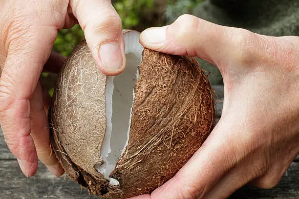 Photo of Coconut splitting open held in two hands