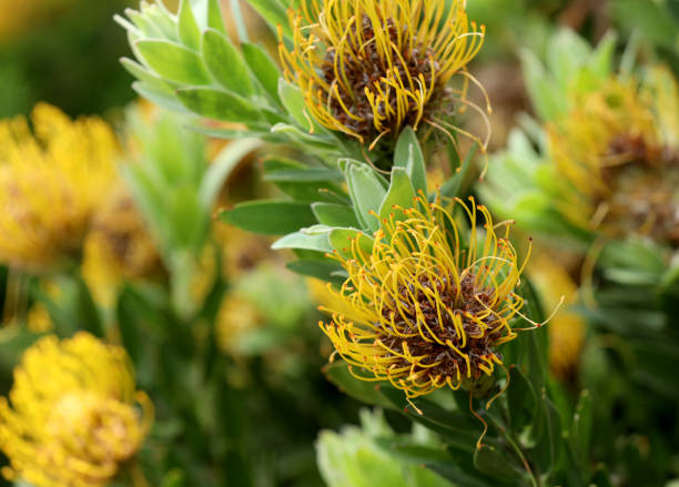 istock Banksia plant in Australia 1852841516