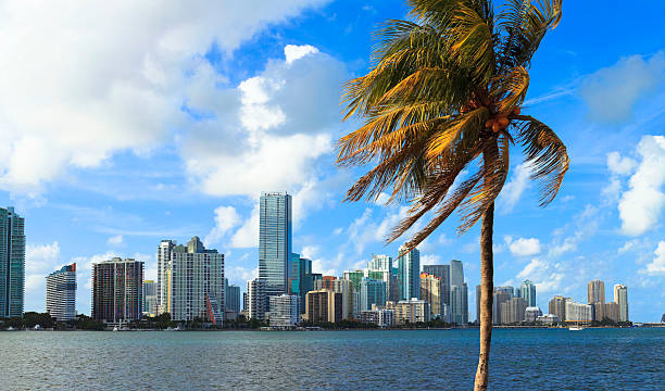 istock Miami skyline with palm tree in foreground 185284244