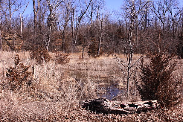 Log di alberi di pino acqua cava - foto stock