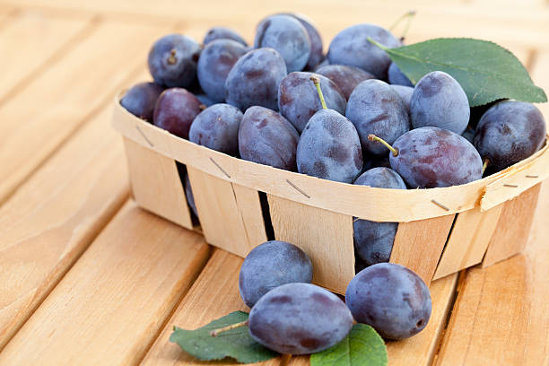 A chip basket full of freshly harvested organic damson plums  (Prunus insititia). Shallow depth of field. Space for text.